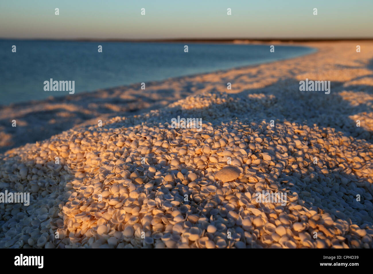 Shell Beach, L'Haridon Bucht, Westaustralien, Westküste, Küste, Australien, Miesmuscheln, Herzmuscheln, Strand, Küste, Meer, Bucht, Pero Stockfoto