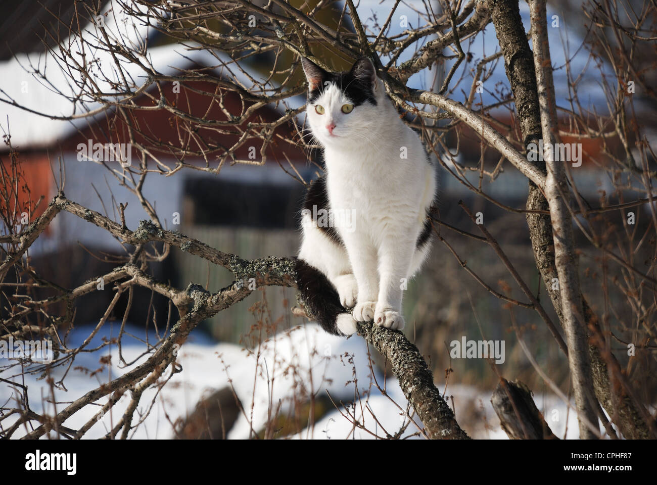 schwarze und weiße Katze auf dem Baum im winter Stockfoto