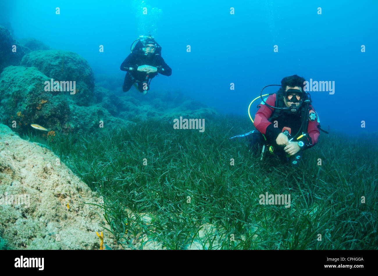 Zwei sсuba Taucher schwimmen über das Dickicht der marine Seegras Zostera Stockfoto