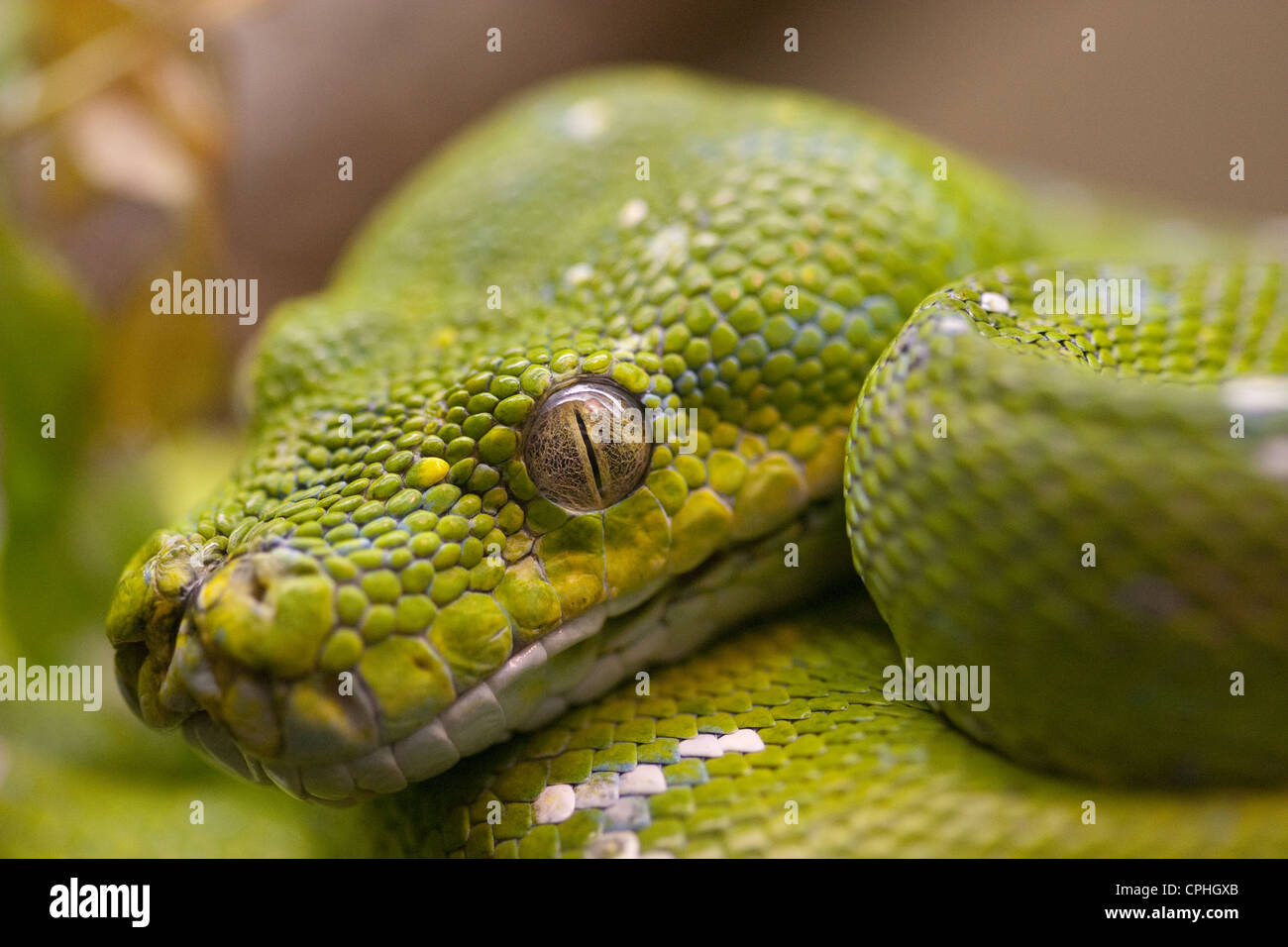 Reptilien Schlange Stockfoto