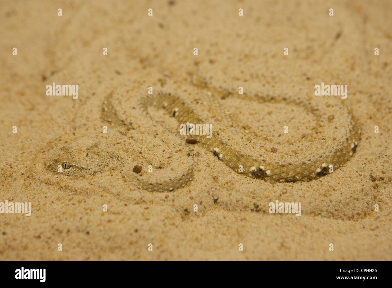 Reptilien Schlange versteckt sand Stockfoto