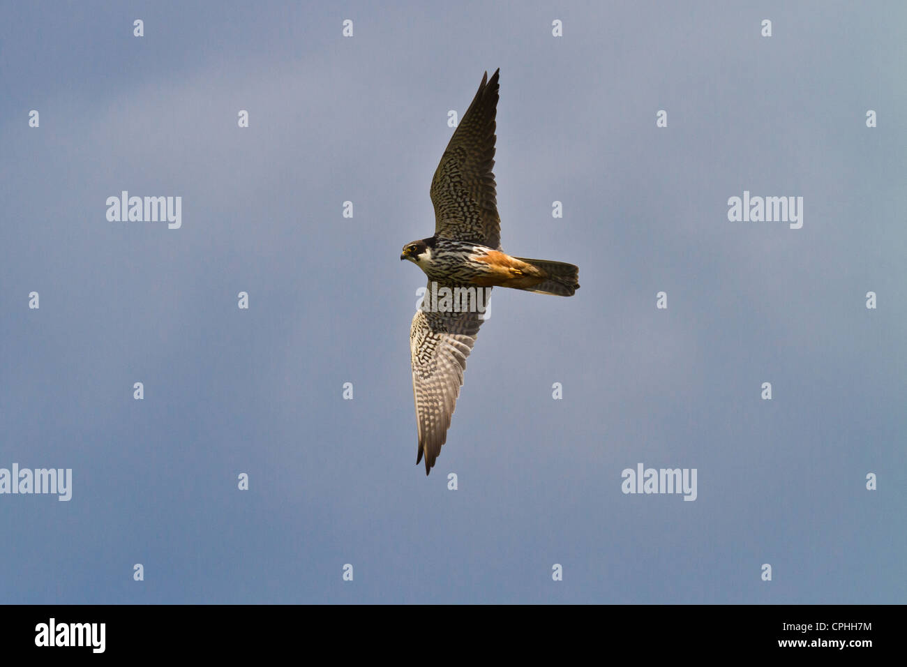 Hobby (Falco Subbuteo) im Flug, Wicken, Cambridgeshire Stockfoto