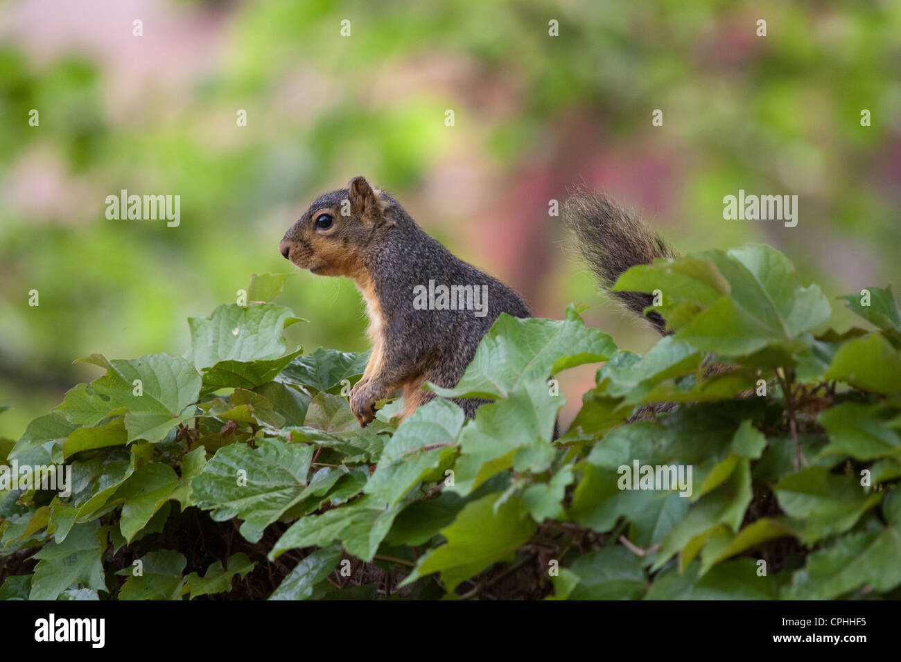 Nagetier Eichhörnchen Baumbewohner Stockfoto