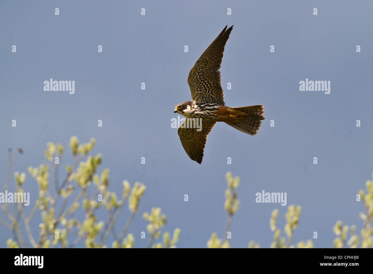 Hobby (Falco Subbuteo) im Flug, Wicken, Cambridgeshire Stockfoto