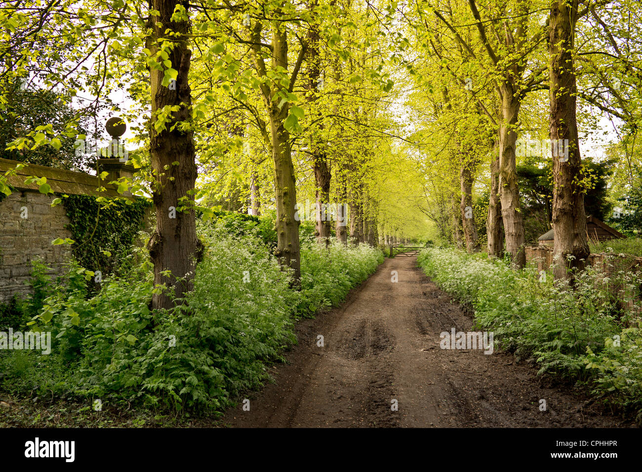 GRÜNEN GREEN LANE IN WARWICKSHIRE IM FRÜHJAHR SHAKESPEARES COUNTY Stockfoto