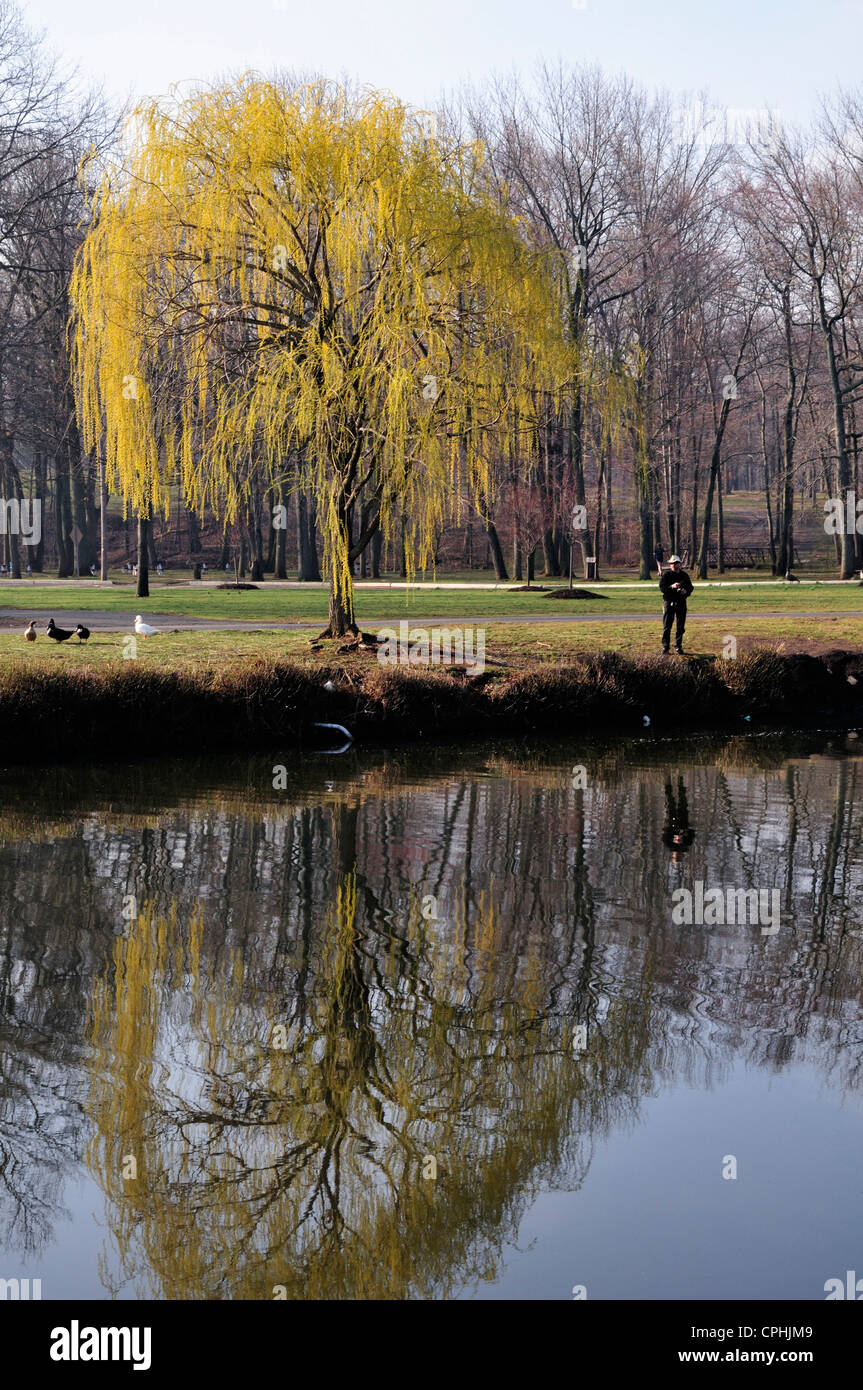 Trauerweide Baum spiegelt sich im Teich im Roosevelt Park, Edison, New Jersey Stockfoto