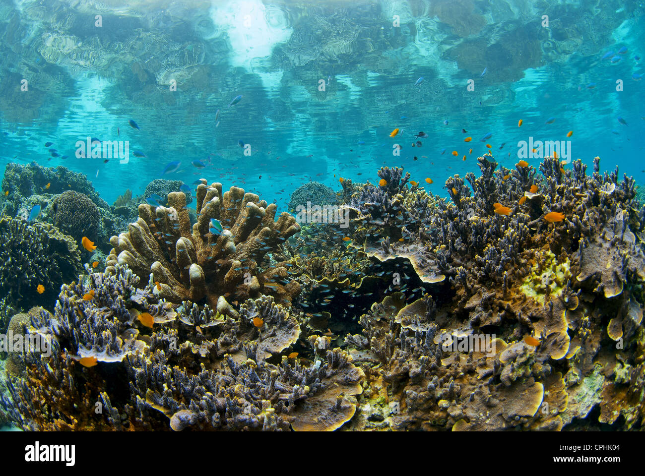 Eine makellose und gesunde Korallenriff in Indonesien Coral Triangle reflektiert sein Image auf der ruhigen Oberfläche Stockfoto