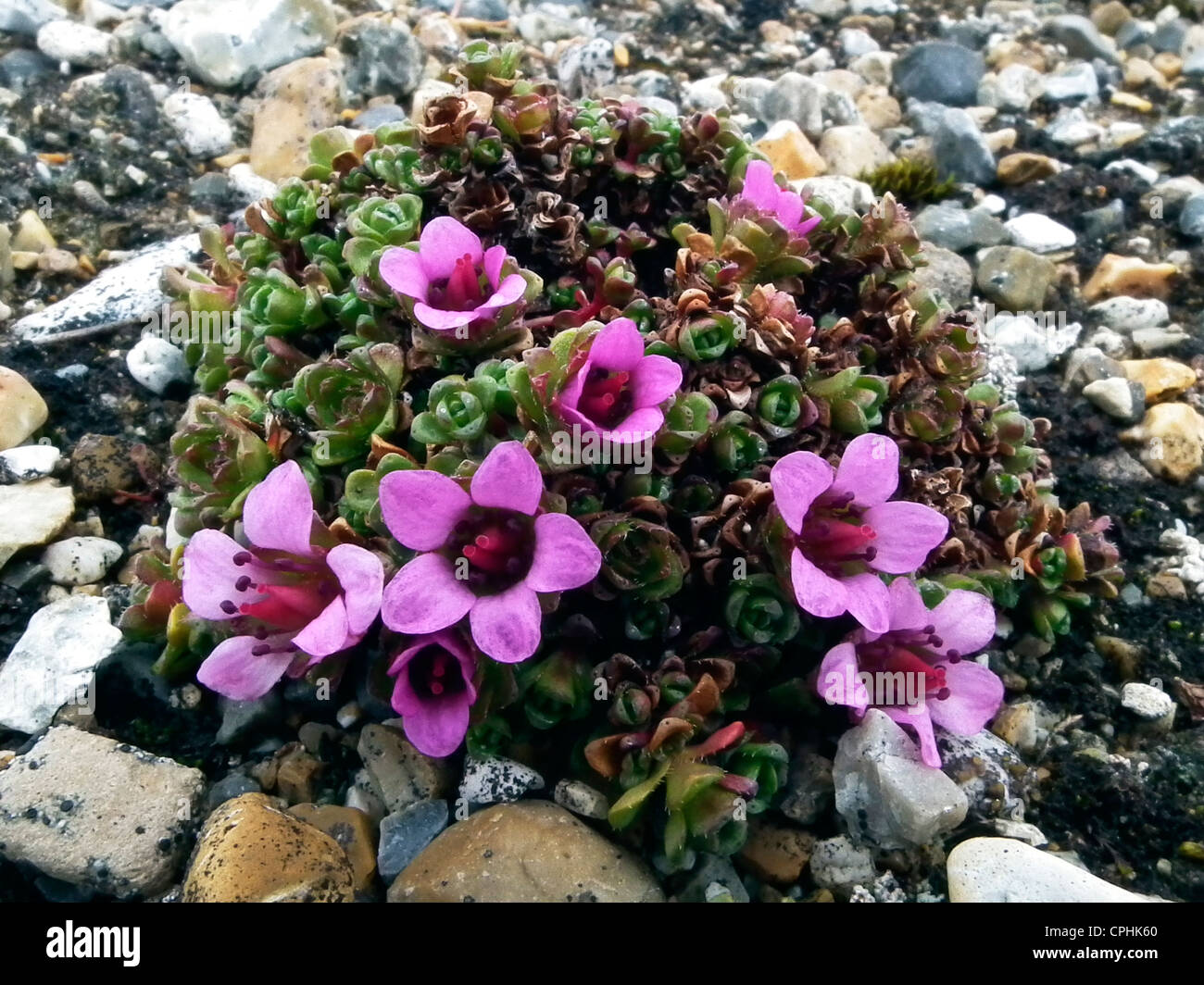 Lila Steinbrech Saxifraga Oppositifolia Palanderbukta Nordaustlandet Norwegen Stockfoto