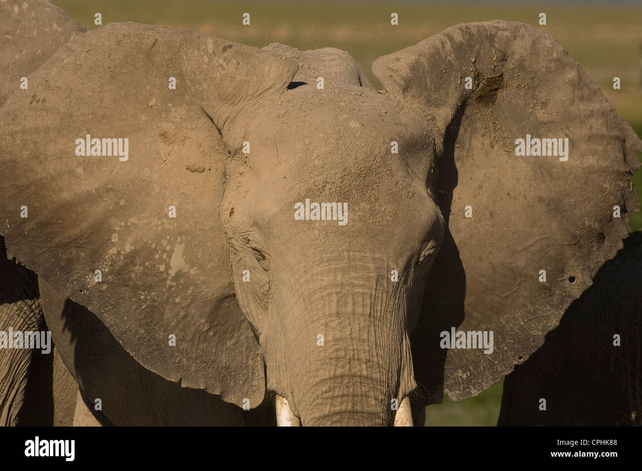 Elefant-Kopfschuss Stockfoto