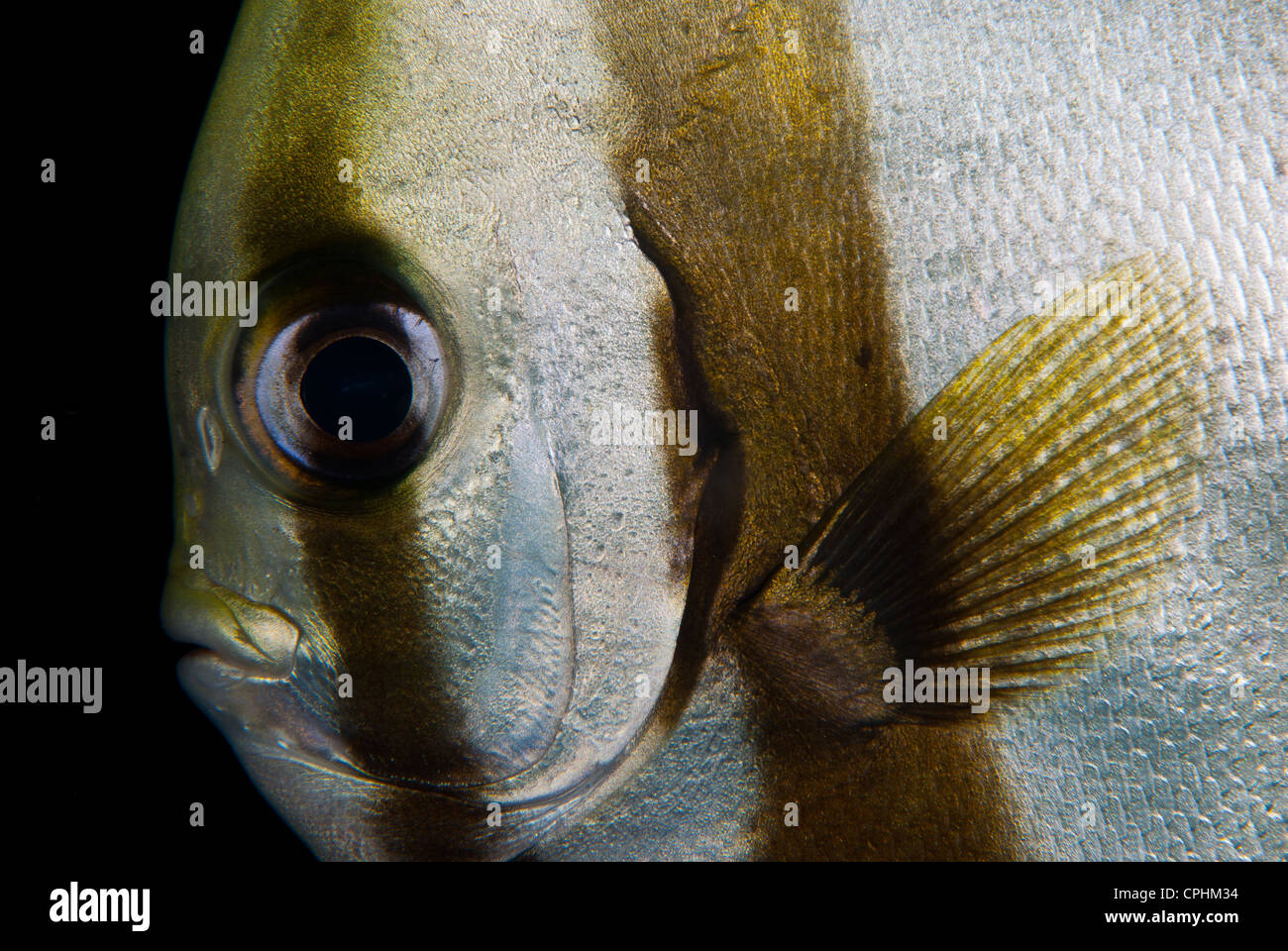 Eine Fledermaus Fisch (Platax) Gesicht genommen in Halmahera Indonesien Stockfoto