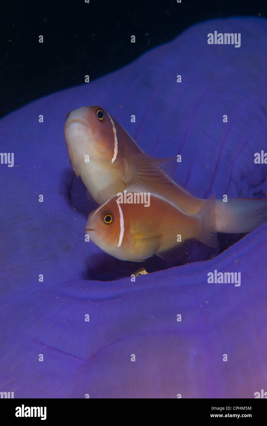 Ein paar von rosa Anemonenfisch (Clownfische) bleibt in der Mitte eine lila Anemone mit den Tentakeln umgekehrt im Inneren Stockfoto