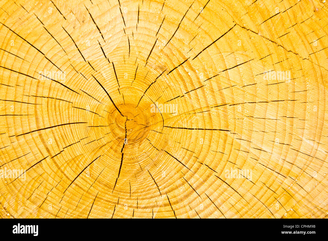 aus Holz geschnitten Textur Stockfoto
