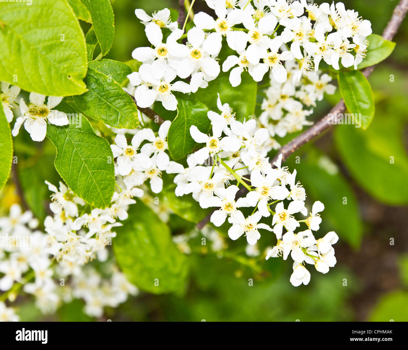 Kirsche Blüte Stockfoto