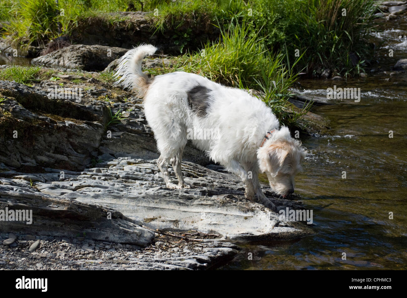 Hund auf Felsen im schönen Fluss-Rhiew Stockfoto