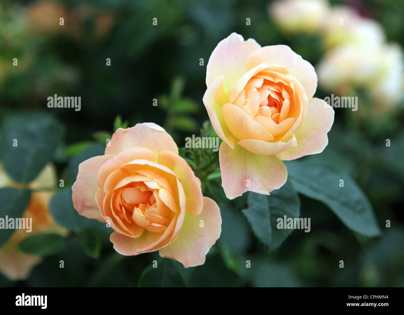 Die Lark Ascending, Ausursulanew David Austin English rose, Chelsea Flower Show 2012 Stockfoto