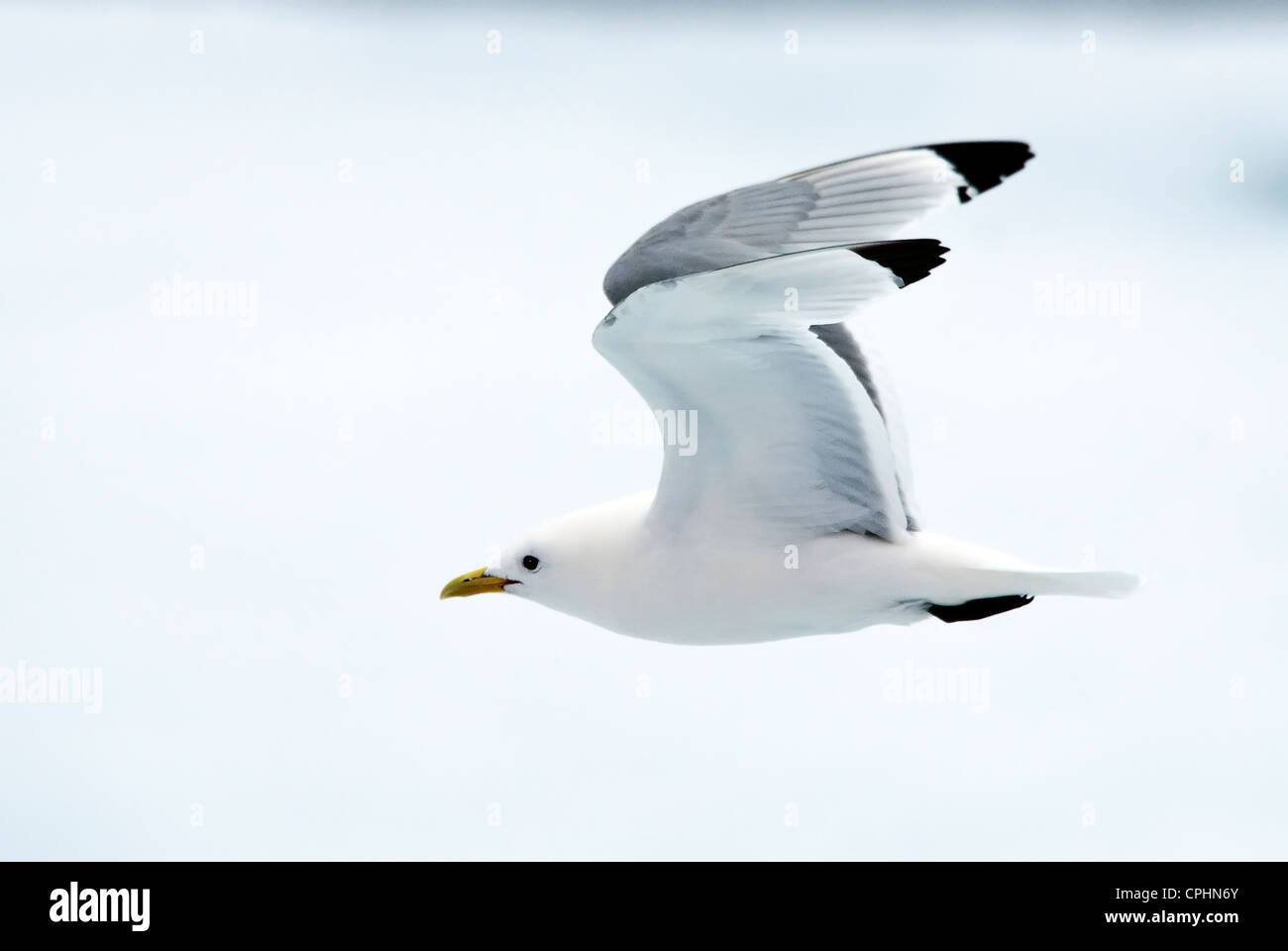 Schwarz-legged Kittiwake Rissa Tridactyla sieben Inseln-Spitzbergen-Norwegen Stockfoto