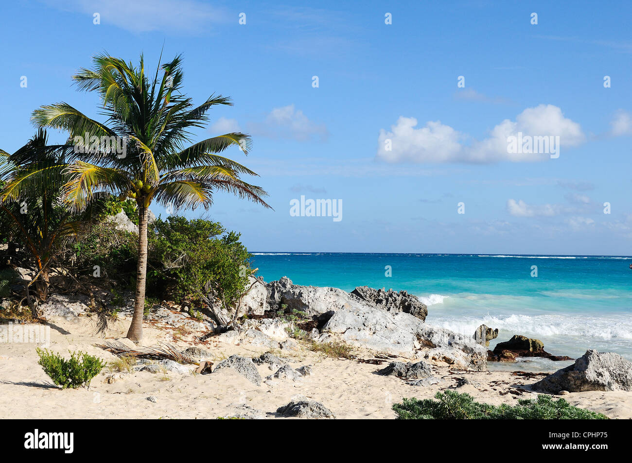 Palme in einem tropischen Strand an einem sonnigen Tag Stockfoto