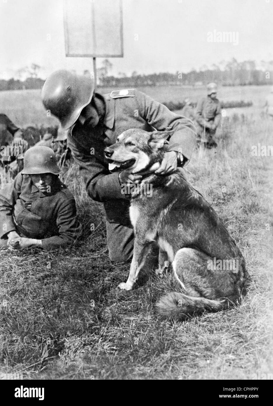 Messenger Hund zum Kriegsdienst, 1917 Stockfoto