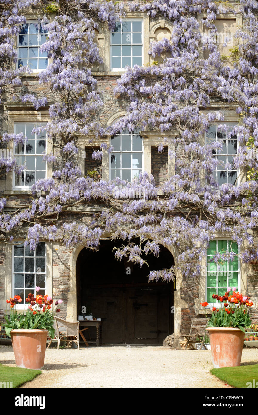 Wisteria Sinensis verbindet sich mit einer rose Klettern an jüngere Court Gardens in der Nähe von Bath, Großbritannien Heimat der Gartengestalter Julian und Isabel B Stockfoto