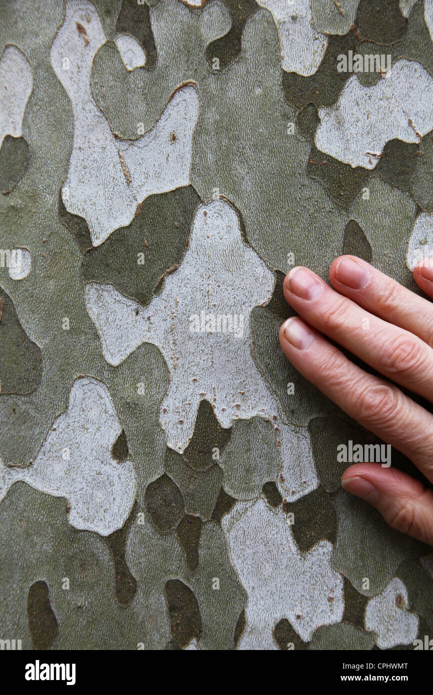 Ein Womans Hand auf der Rinde einer Platane Stockfoto
