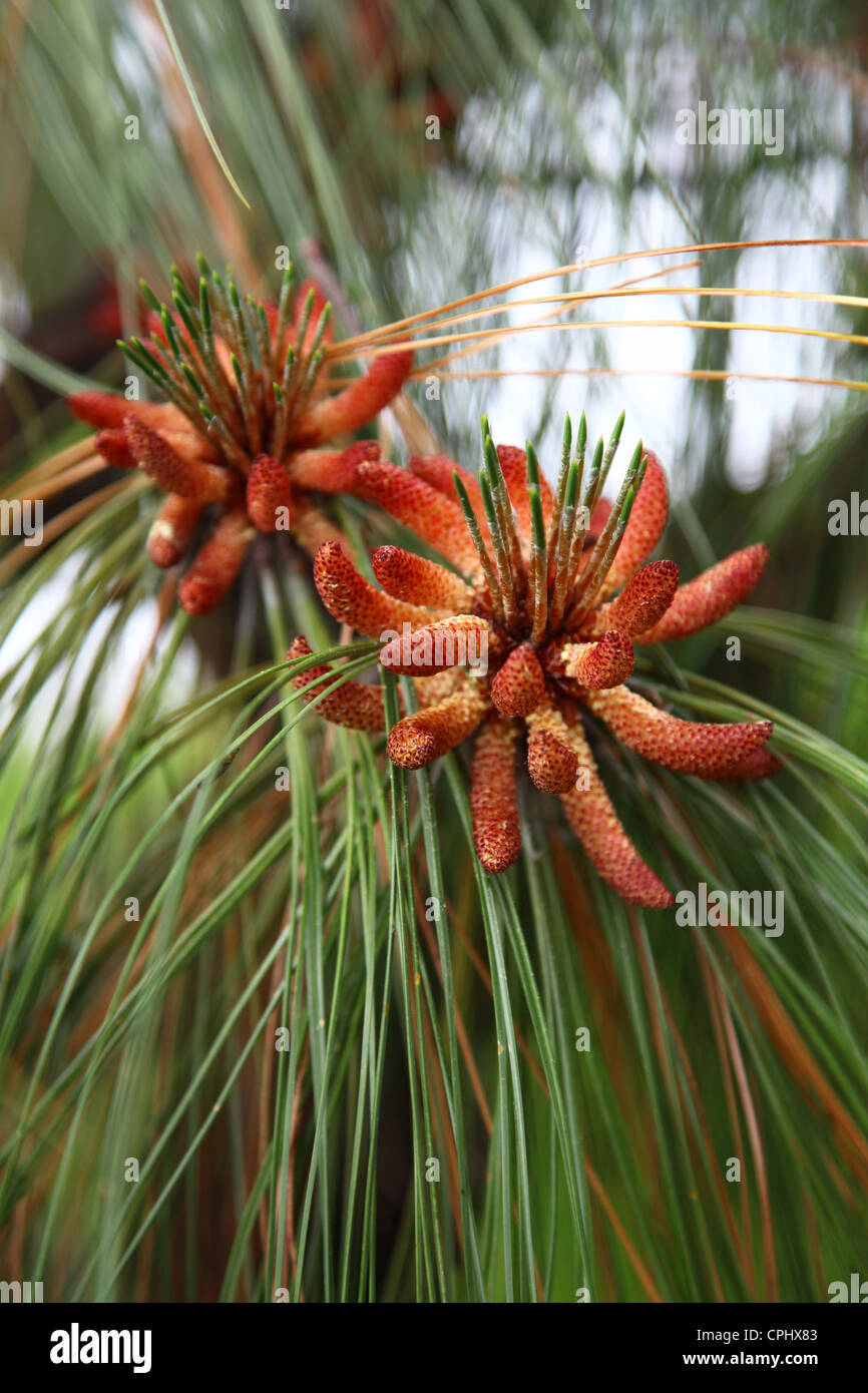 Pinus Montezumae, bekannt als der Montezuma-Kiefer ist eine Art von Nadelbäumen in der Familie von Tannenbäumen Stockfoto