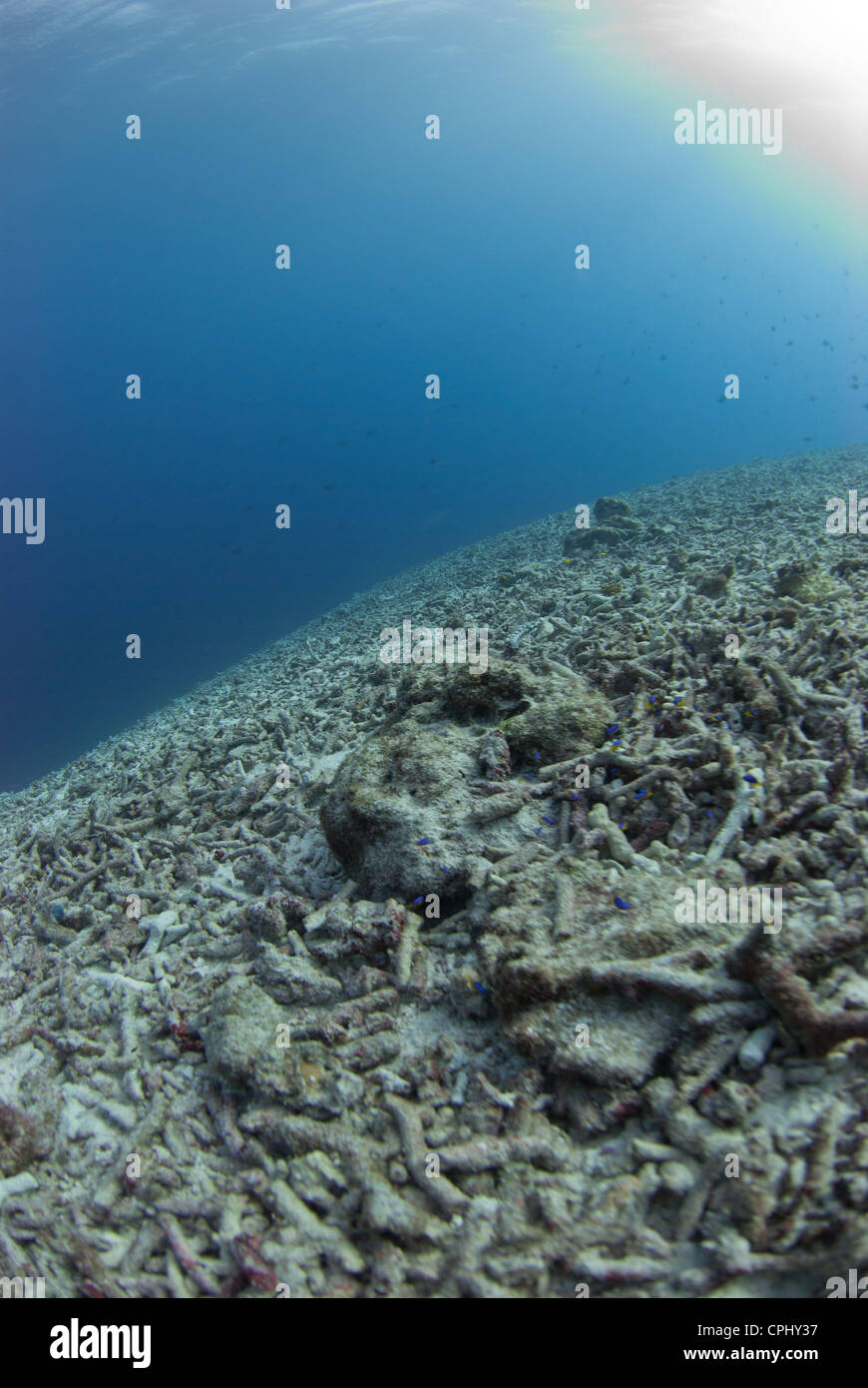 Ein zerstörter Riff von Bombe, Dynamit Fischen. Eine der am meisten nachhaltigen Fischerei Praxis. Genommen in Indonesien Südost-Asien Stockfoto