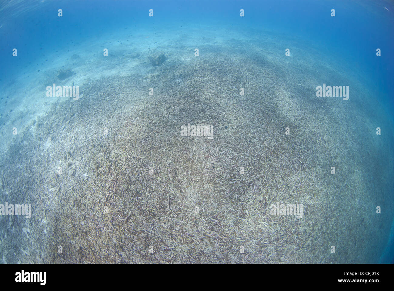 Ein zerstörter Riff von Bombe, Dynamit Fischen. Eine der am meisten nachhaltigen Fischerei Praxis. Genommen in Indonesien Südost-Asien Stockfoto