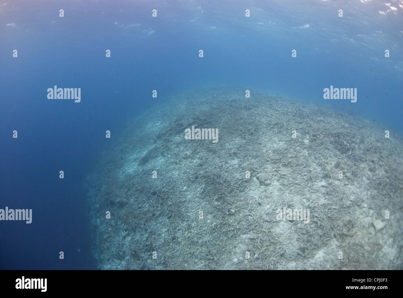 Ein zerstörter Riff von Bombe, Dynamit Fischen. Eine der am meisten nachhaltigen Fischerei Praxis. Genommen in Indonesien Südost-Asien Stockfoto