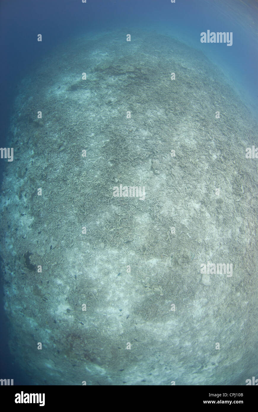 Ein zerstörter Riff von Bombe, Dynamit Fischen. Eine der am meisten nachhaltigen Fischerei Praxis. Genommen in Indonesien Südost-Asien Stockfoto