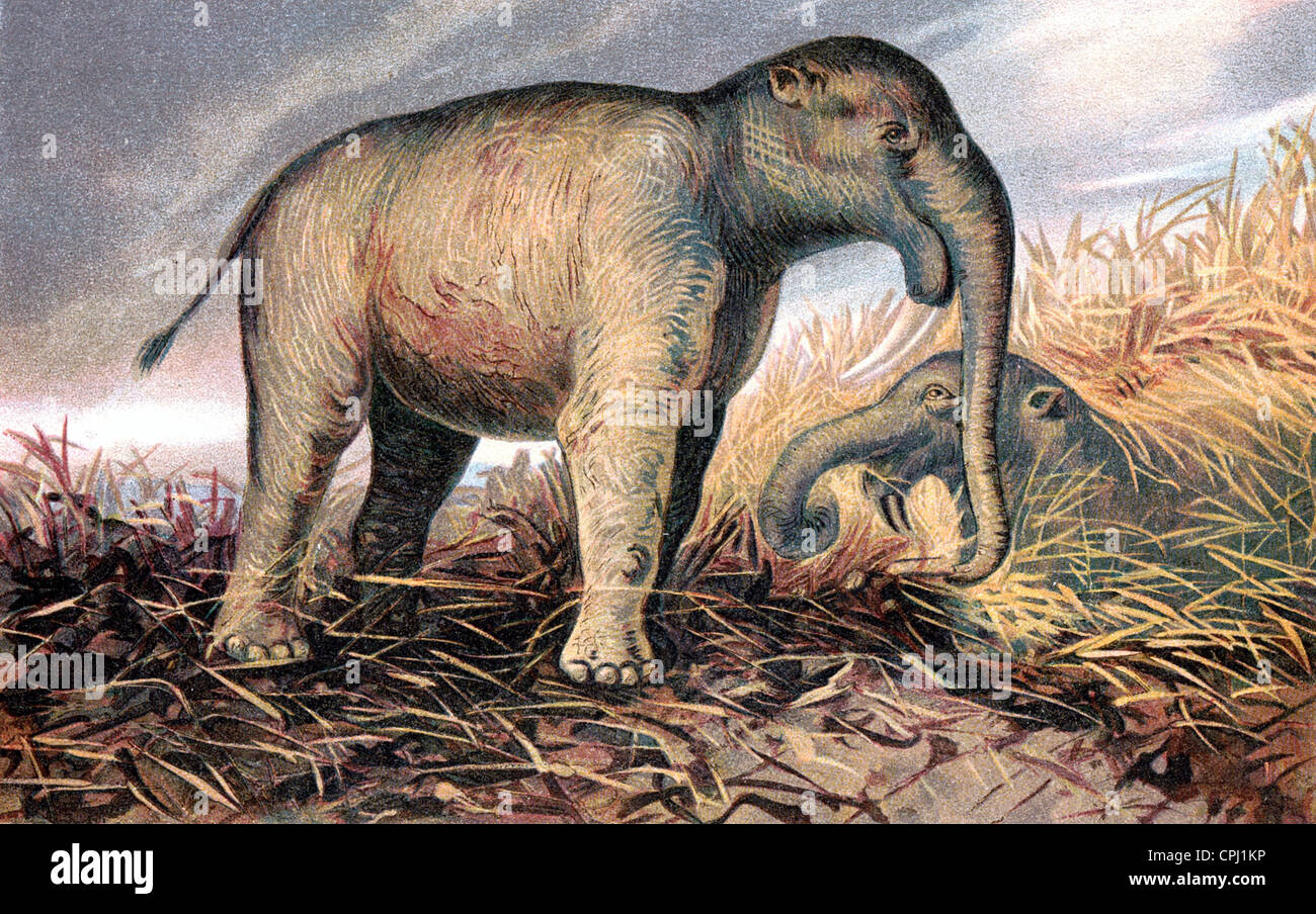 Dinotherium Giganteum Kaup Stockfoto