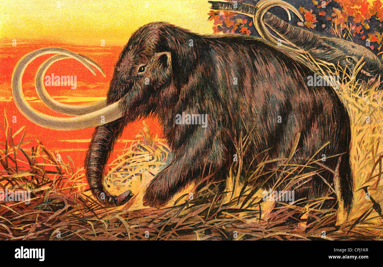 Mammut Elephas Primigenius Blumb Stockfoto