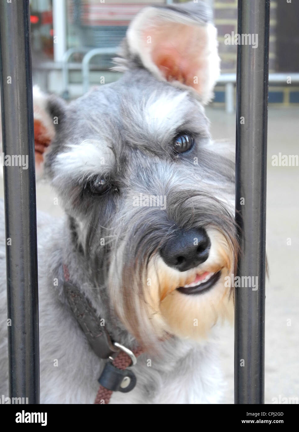 Der Zwergschnauzer ist eine kleine Hunderasse die Schnauzer-Typs, die in der Mitte bis Ende des 19. Jahrhunderts in Deutschland entstanden. Zwergschnauzer entwickelte sich aus Kreuzungen zwischen der Standard Schnauzer und einen oder mehrere kleinere Rassen wie der Pudel und Affenpinscher Stockfoto