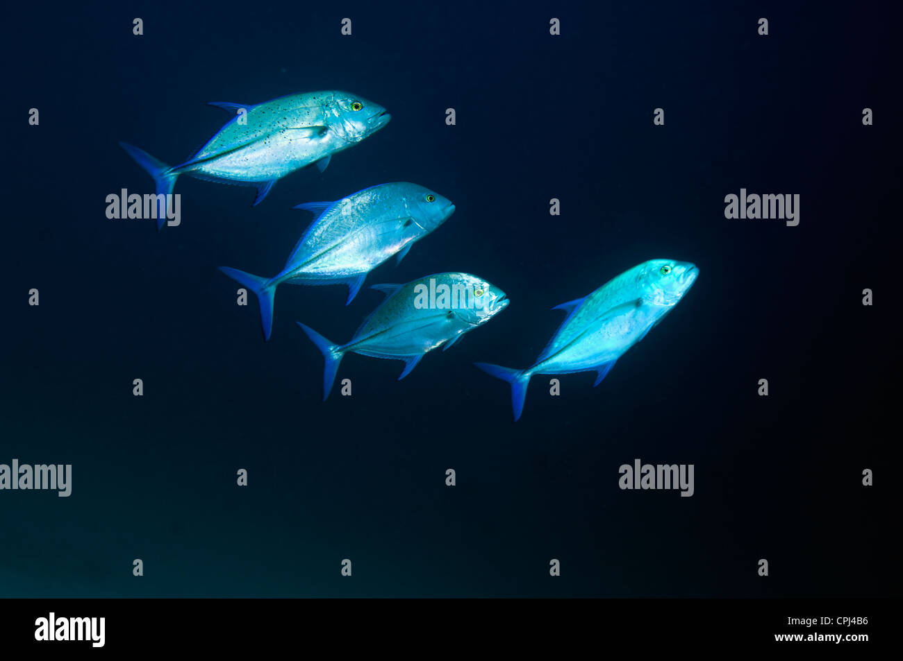 Bluefin Trevally (Caranx Melampygus). Andamanensee, Thailand. Stockfoto