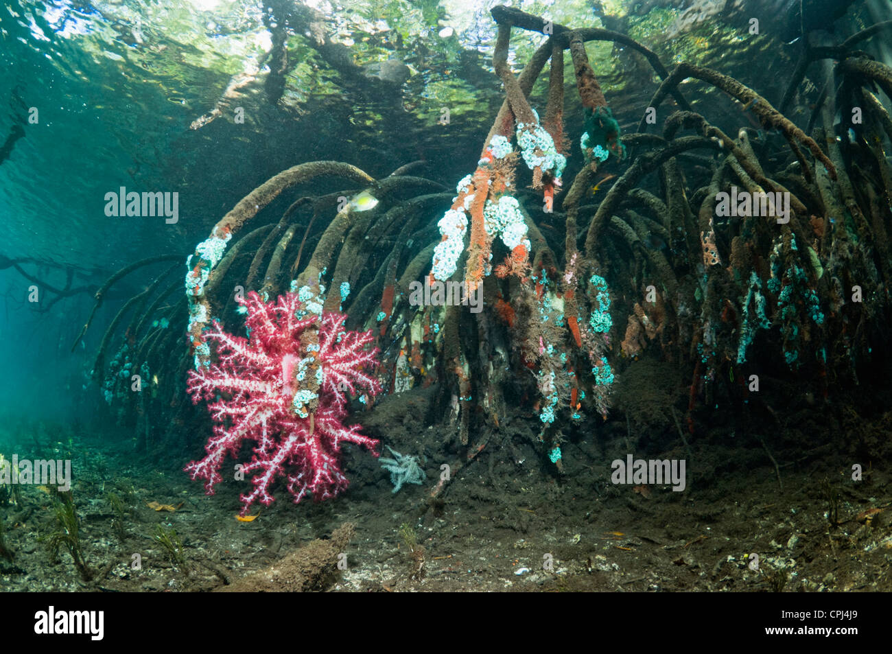 Blauwasser Mangrove - weichen Korallen und Wirbellosen auf Wurzeln wachsen. Raja Ampat, Indonesien. Stockfoto