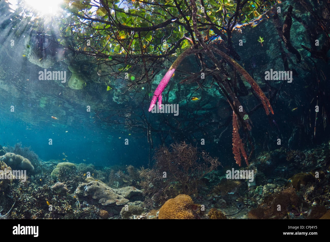 Blauwasser Mangrove neben Korallenriff.  Raja Ampat, West-Papua, Indonesien. Stockfoto