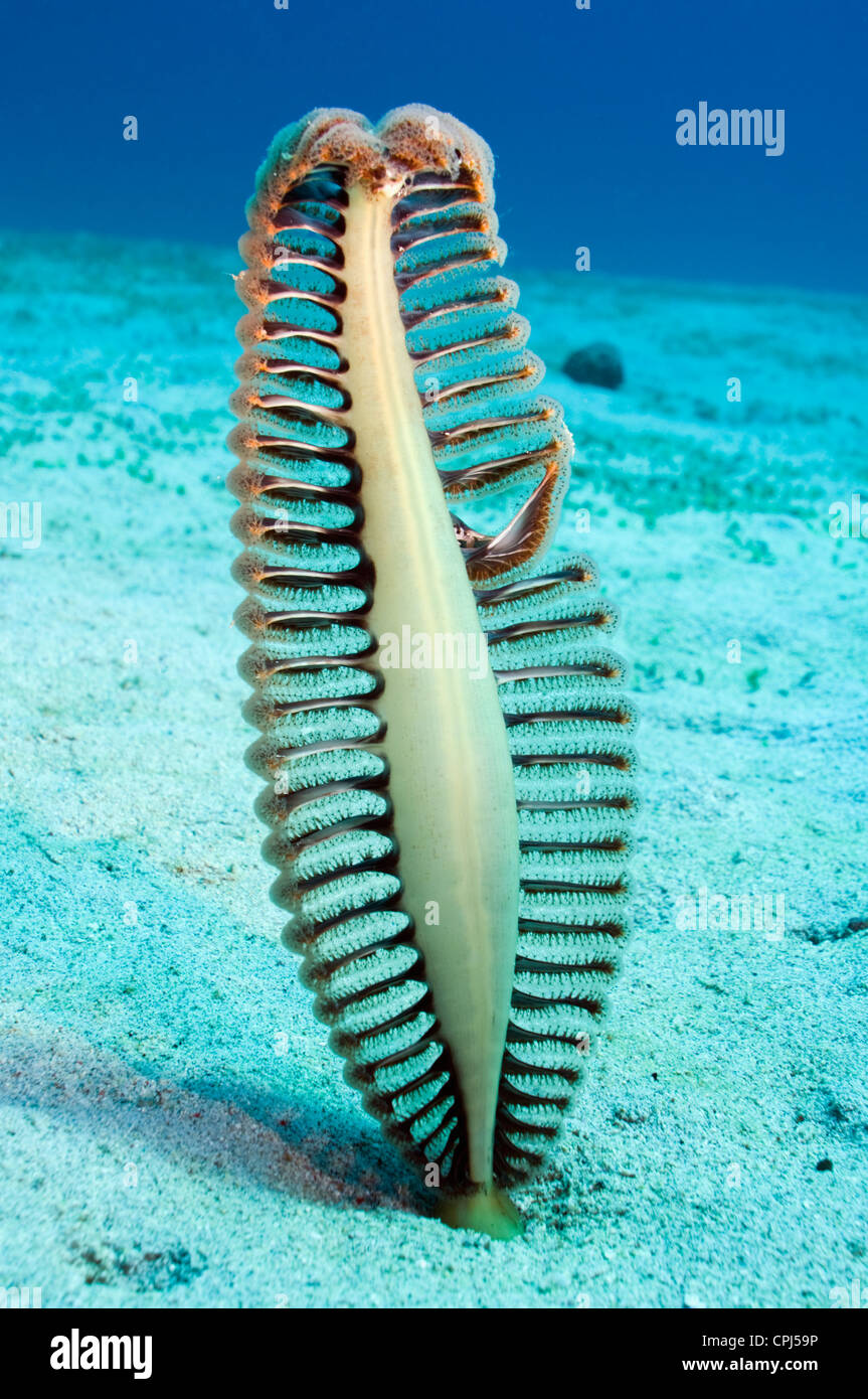 Seapen (Pteroeides sp.) Rinca, Komodo National Park, Indonesien. Stockfoto