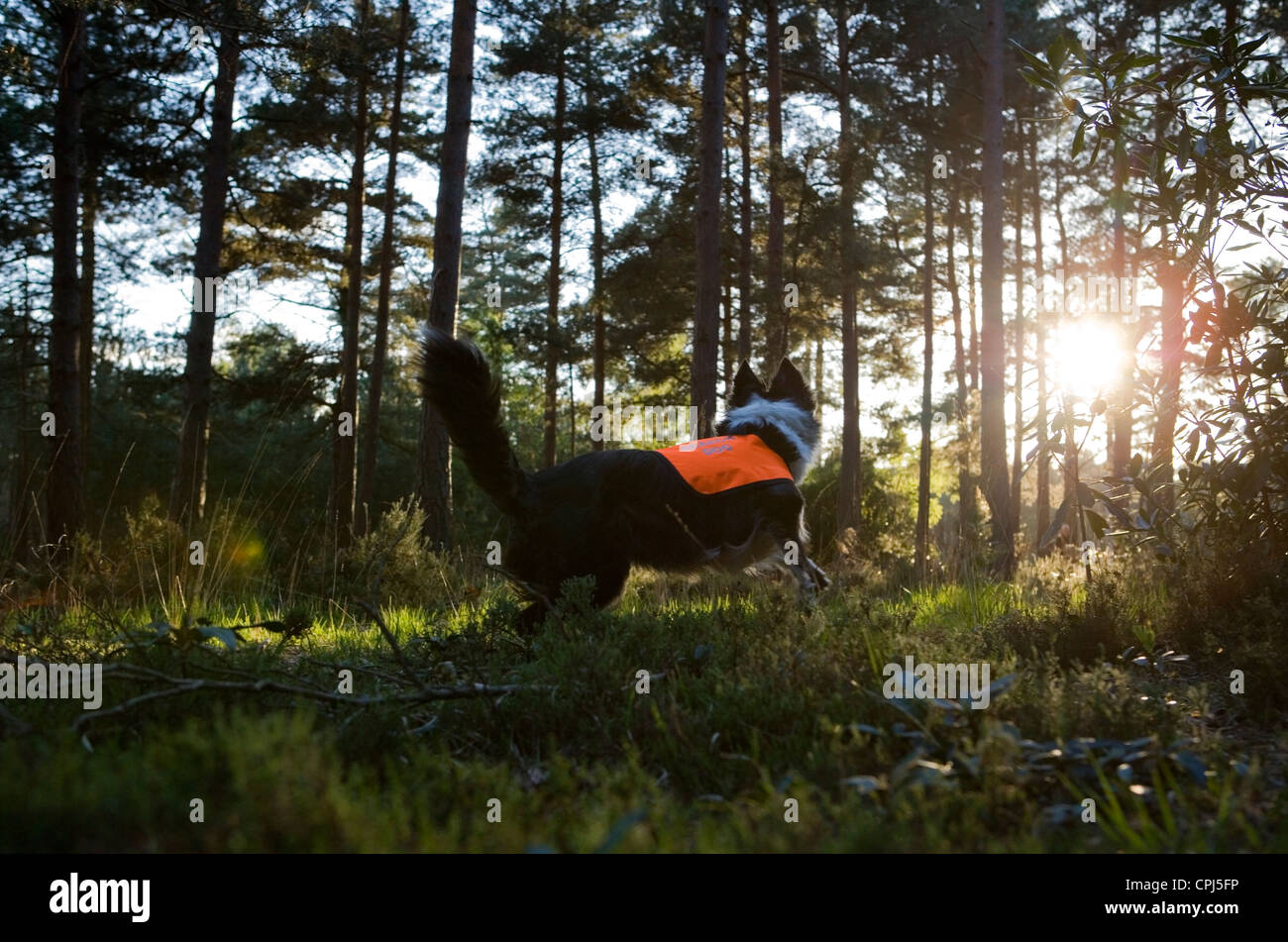 Suche und Rettung Hund alleinstehende Erwachsene arbeiten in einem Wald UK Stockfoto