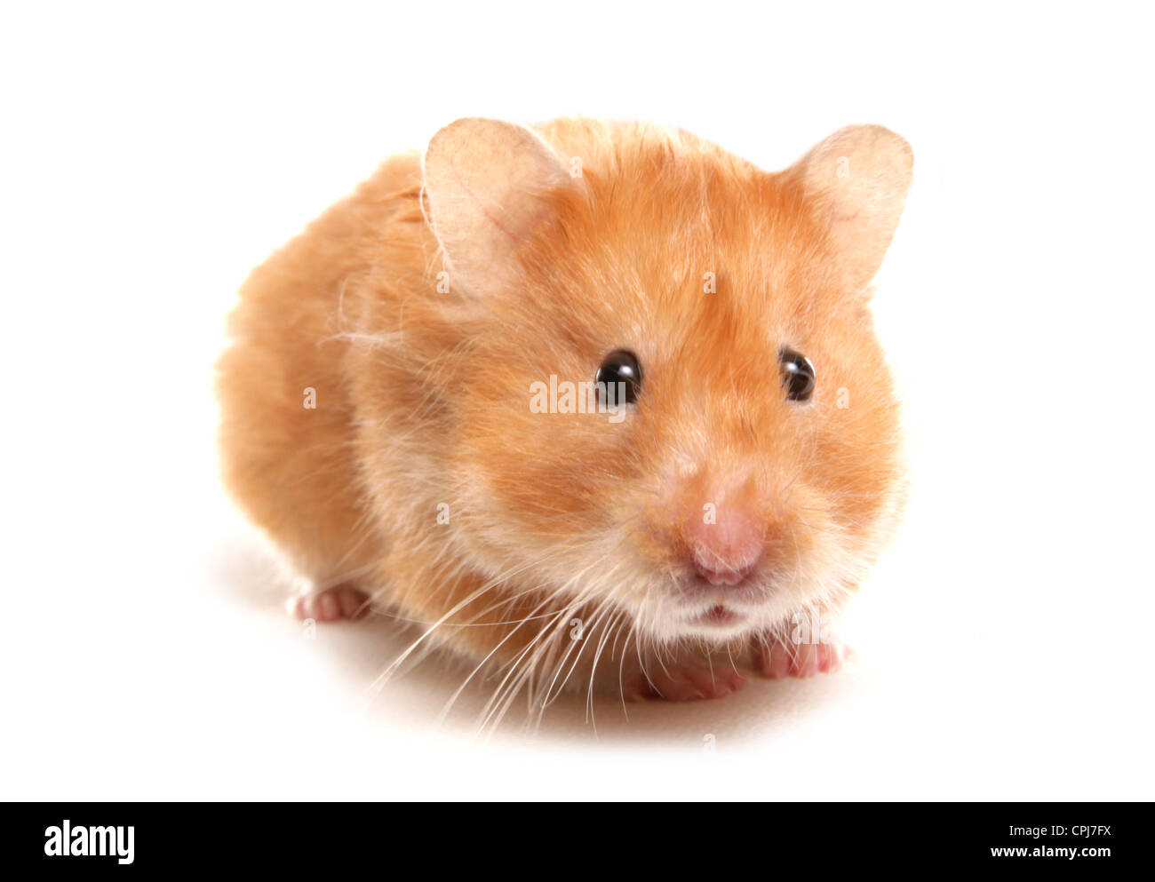 Hamster einzigen Erwachsenen stehen in einem Studio UK Stockfoto