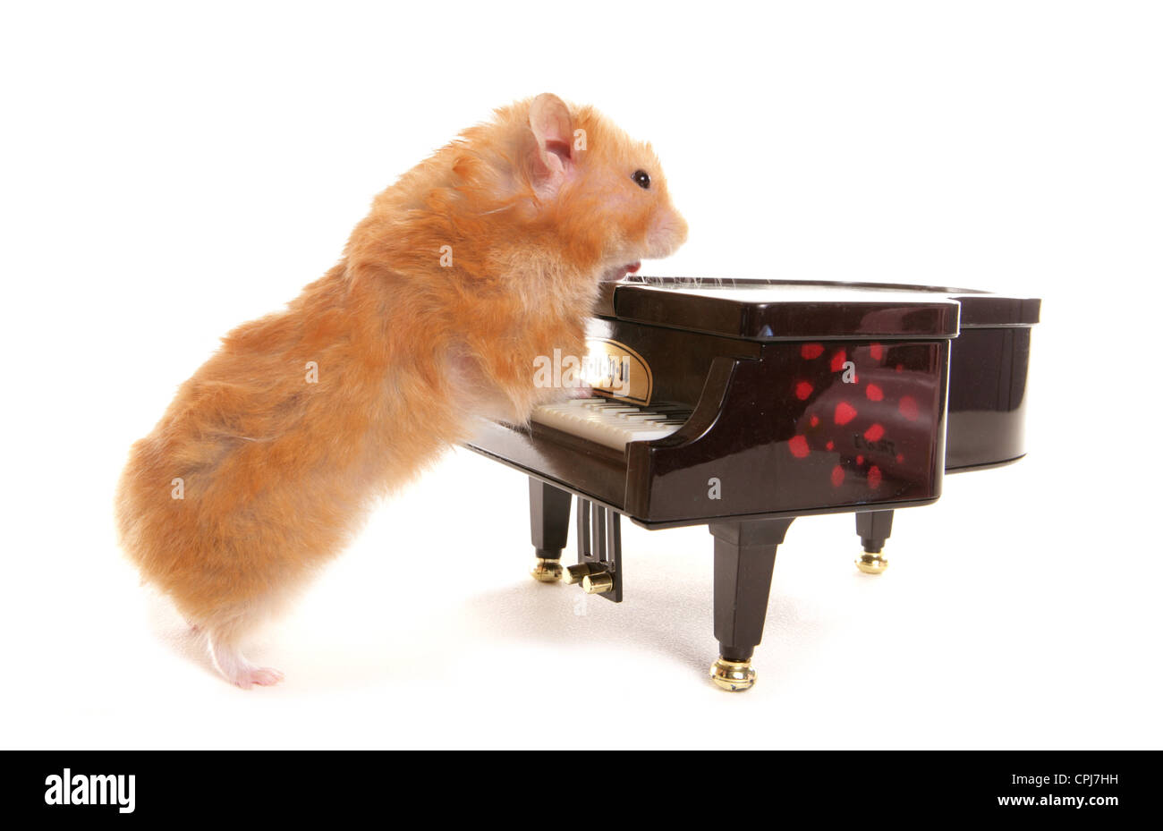 Alleinstehende Erwachsene Hamster spielen Klavier Studio, UK Stockfoto