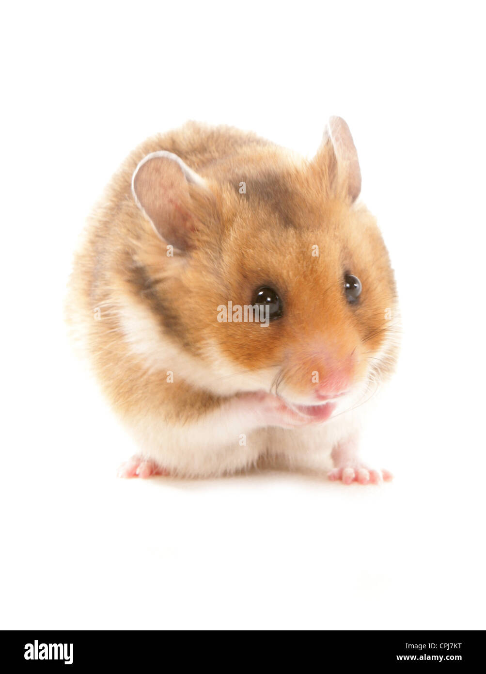 Hamster einzigen Erwachsenen Porträt in einem Studio UK Stockfoto