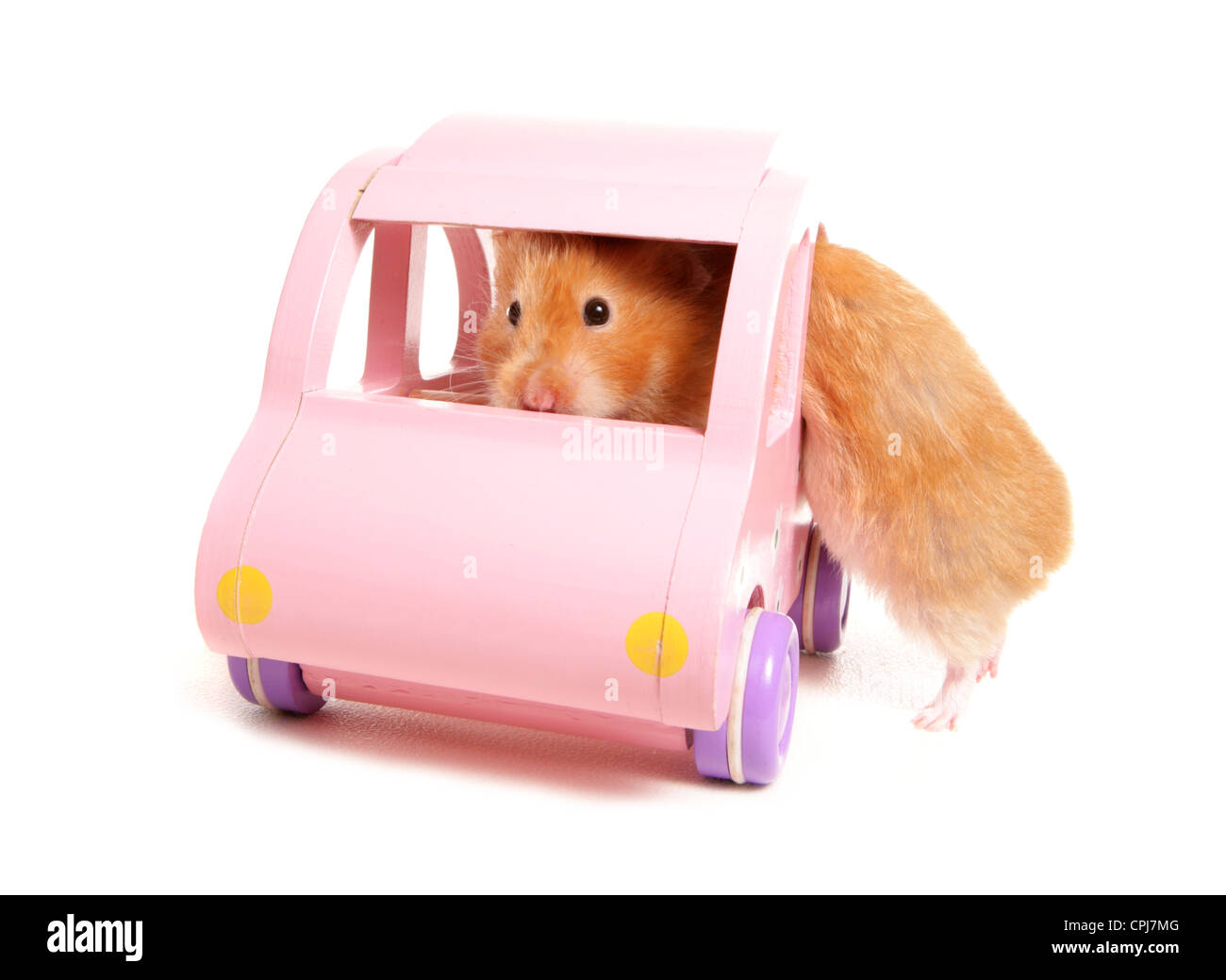 Alleinstehende Erwachsene Hamster immer in ein Spielzeugauto Studio, UK Stockfoto