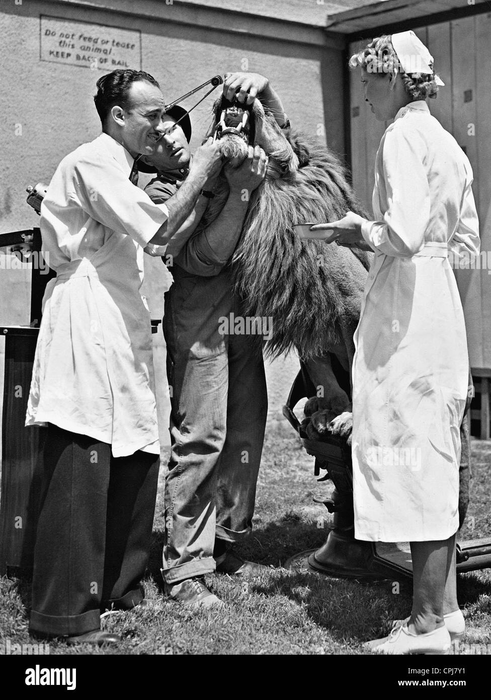 Zahnärztliche Untersuchung eines Löwen, 1937 Stockfoto