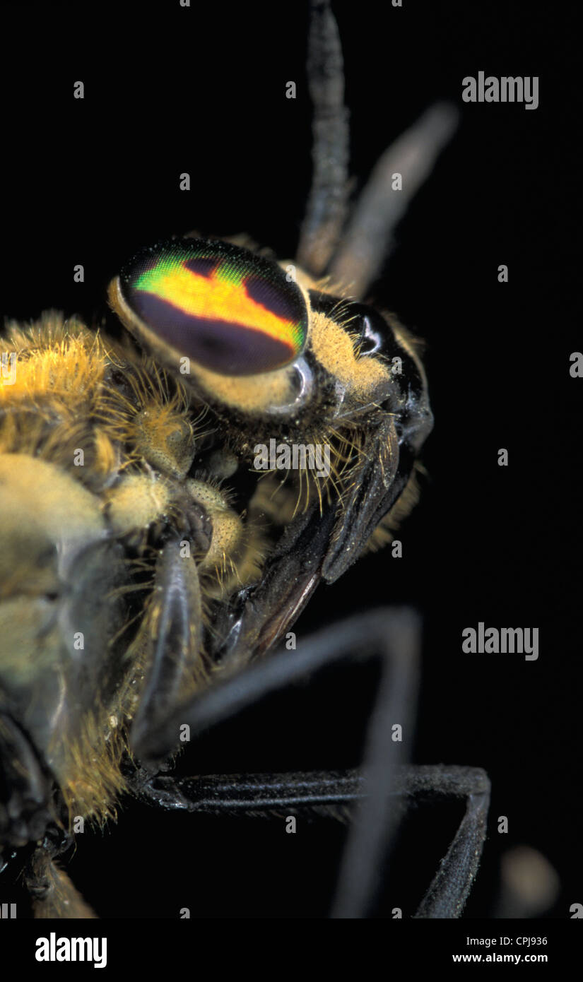 Deer Fly (Chrysops Relictus) - Kopf Detail. Stockfoto