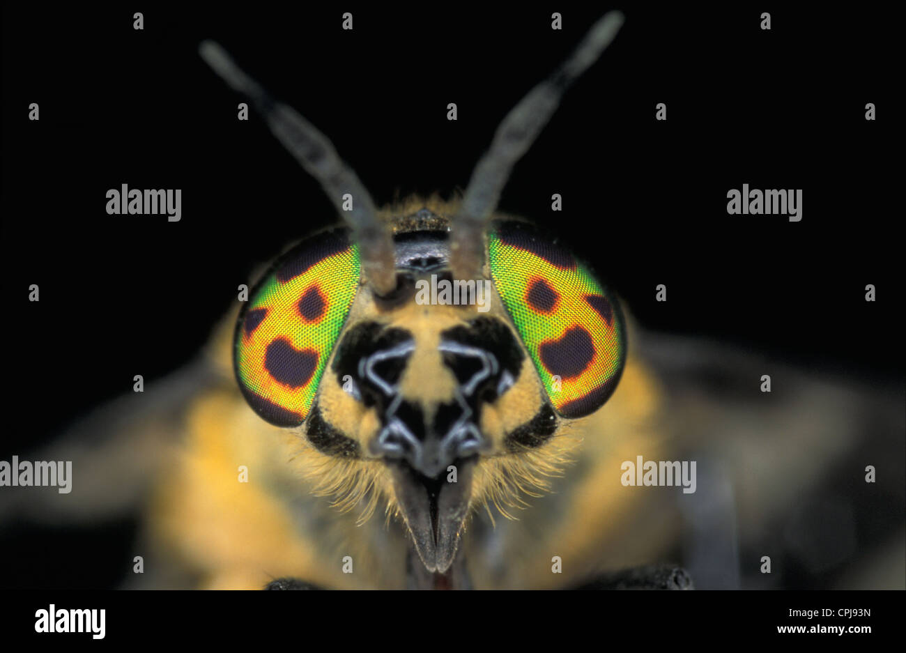Deer Fly (Chrysops Relictus) - Kopf Detail. Stockfoto