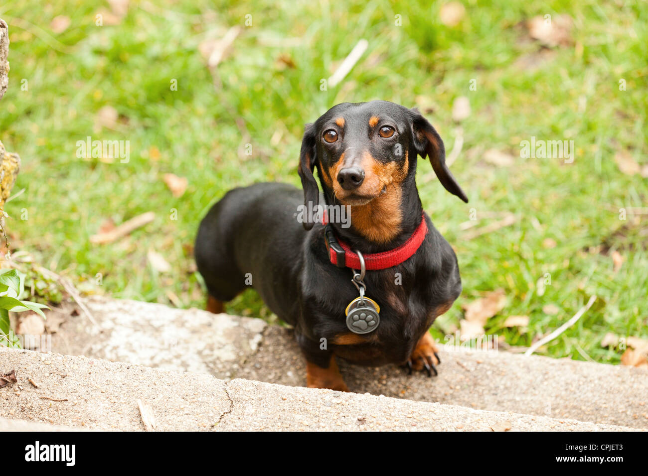 Porträt von Dackel Hund Stockfoto