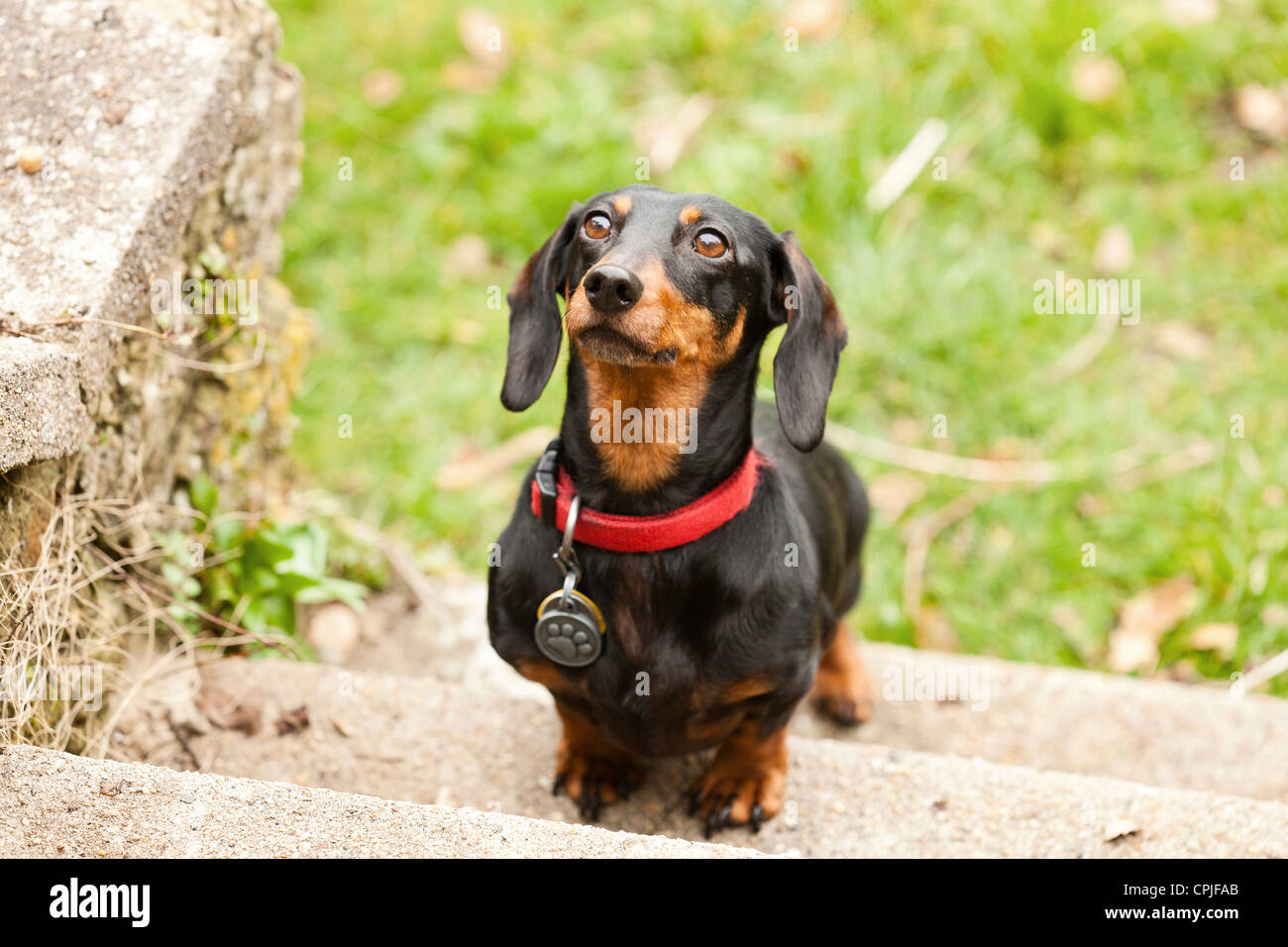 Porträt von Dackel Hund Stockfoto