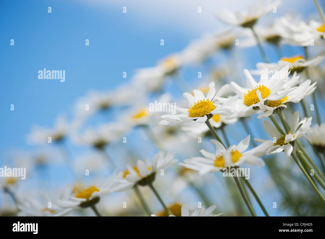 Argyranthemum Frutescens 'Madeira White'. Marguerite Daisy. Blumen-Dill Gänseblümchen gegen blauen Himmel Stockfoto