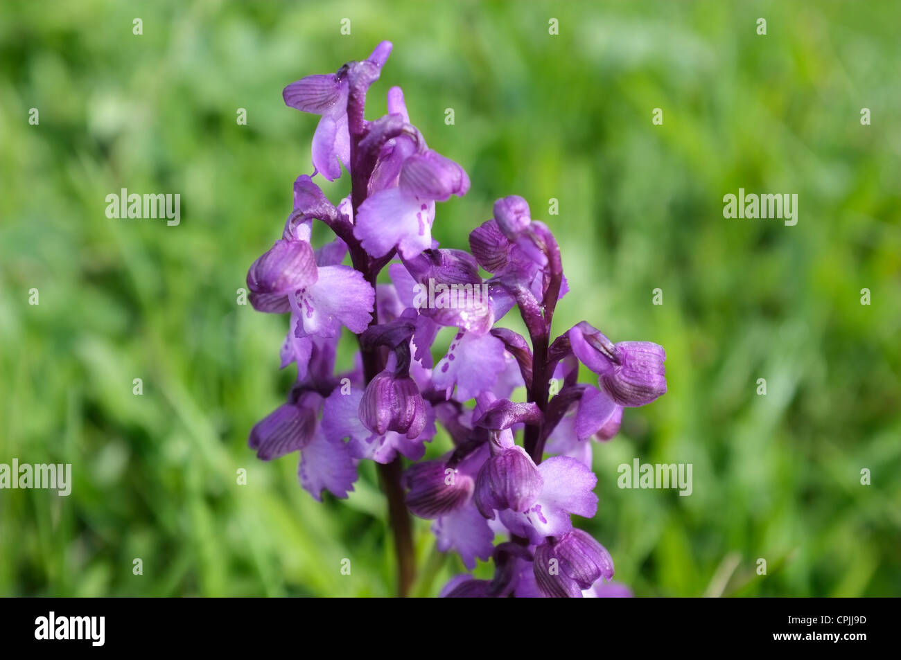 Frühe lila Orchidee gefunden in britischen Wiesen Stockfoto