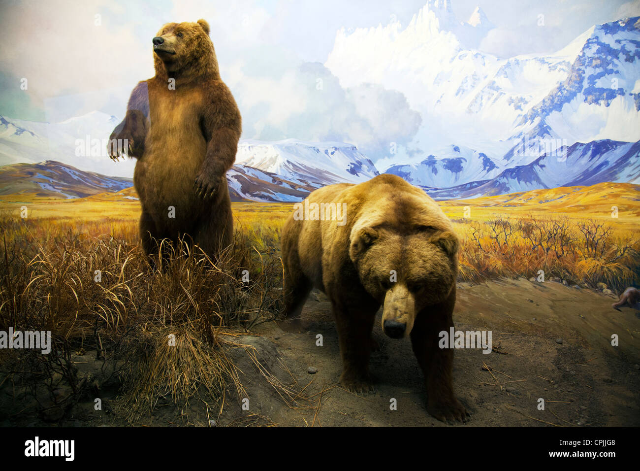 Grizzly Bären zeigen Diorama an American Museum of Natural History New York City Stockfoto