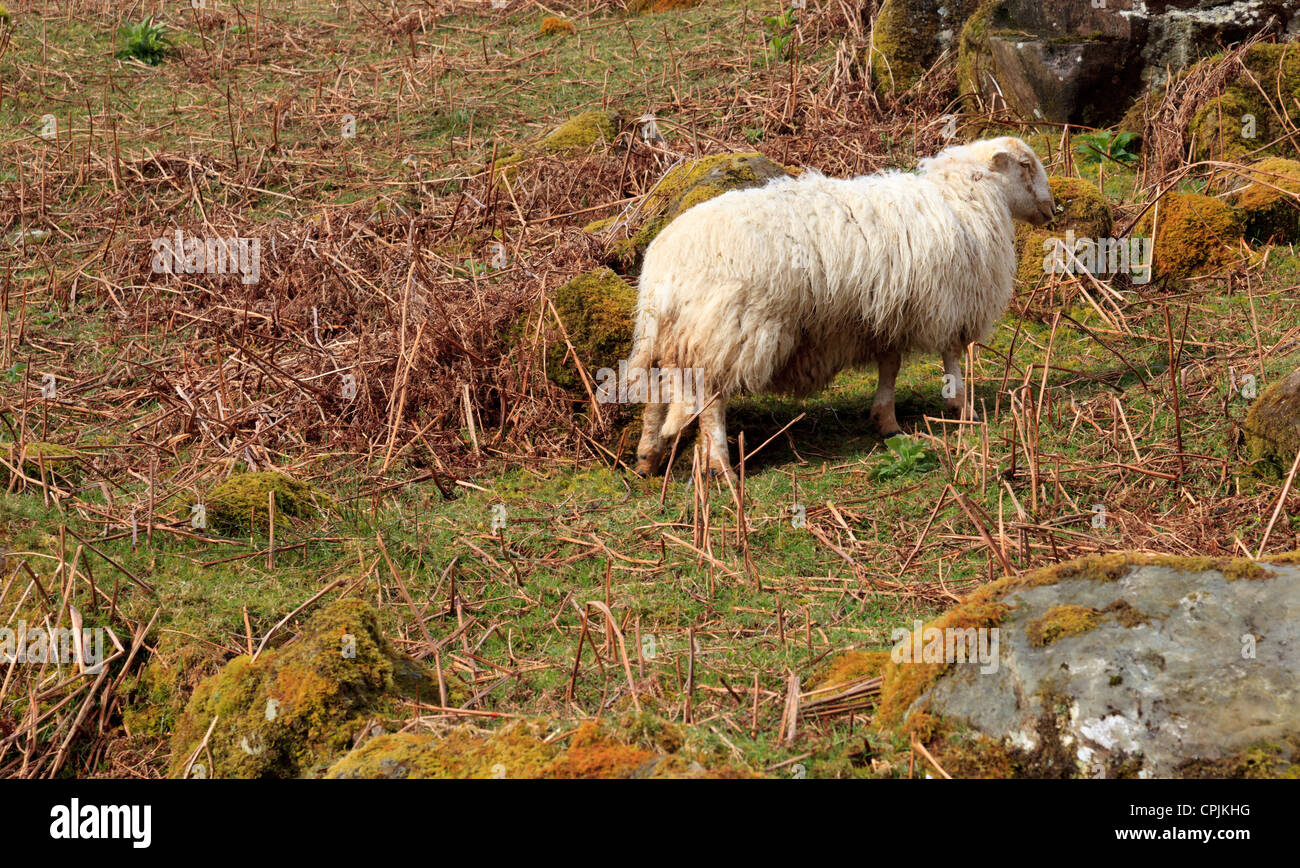 Schafe auf den Flanken des Cadair Idris Stockfoto